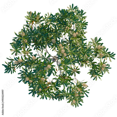Banksia serrata tree plan, top view, cutout, transparent background, isolate, Delicate fern fronds and lush green foliage, detailed botanical illustration, natural beauty