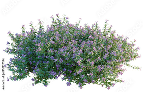 Obraz na płótnie Phlox subulata tree, elevation, front view, cutout, transparent background, isolate, Detailed sprig of evergreen plant with a glossy texture, perfect for botanical design