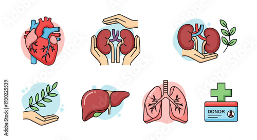 A colorful icon set illustrating human organ donation with heart liver lungs and kidneys.