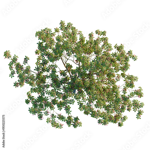 Fotografie Ceiba speciosa tree plan, top view, cutout, transparent background, isolate, Cri