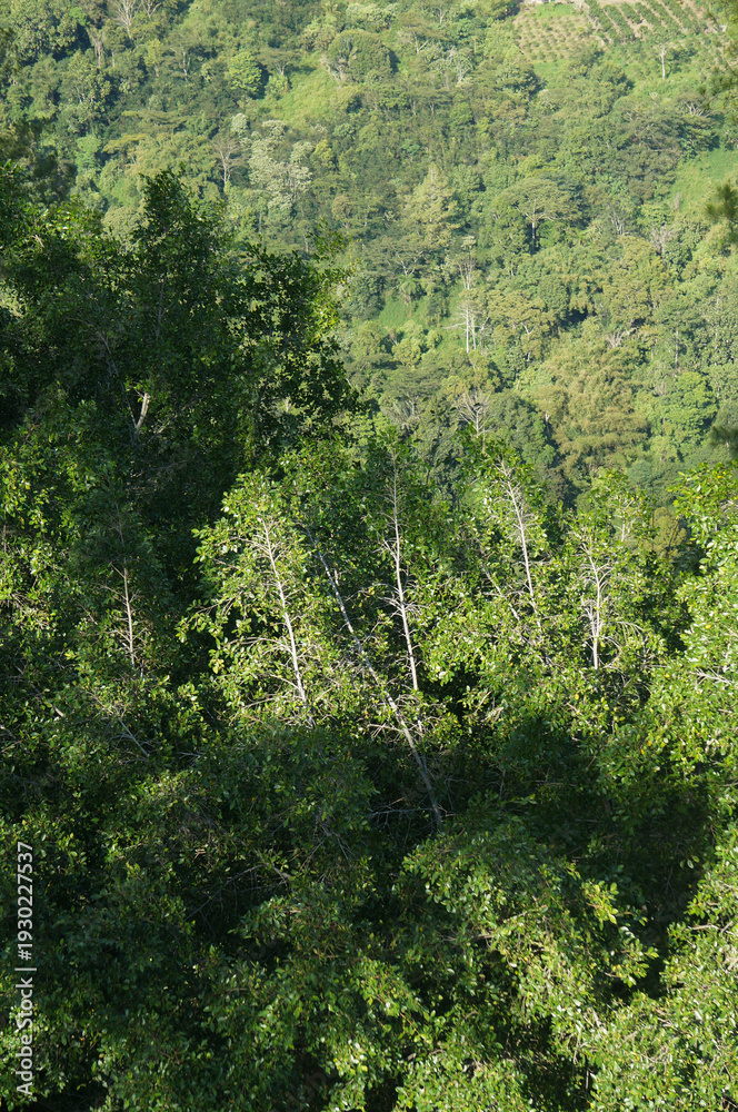 Fototapeta premium A captivating aerial view of a vibrant dense tropical forest canopy under natural light, showcasing the lush green foliage