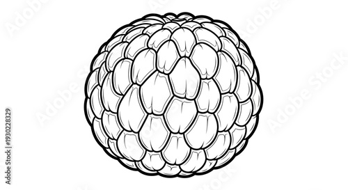 Black and White Illustration of a Custard Apple Fruit, Detailed Line Art