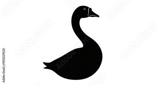 Black Swan Silhouette on White Background.