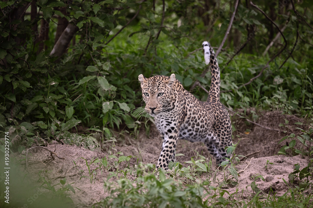 Obraz premium Female African Leopard (Panthera pardus) walking and starting to move in the bushveld, wildlife action
