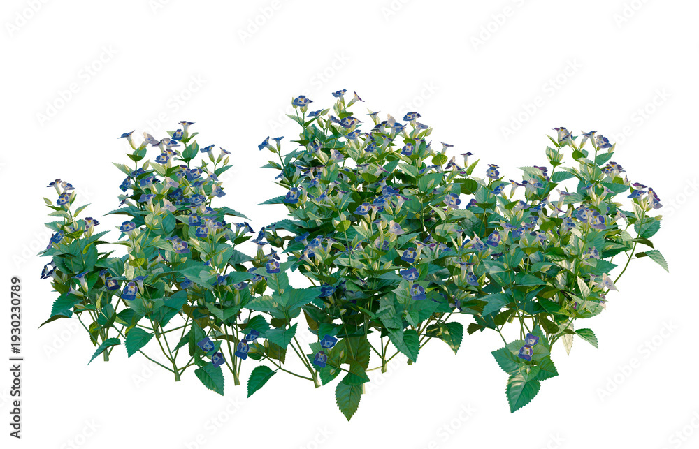 Obraz premium Torenia fournieri tree, elevation, front view, cutout, transparent background, isolate, Lush Green Ferns and Foliage - Detailed Botanical Illustration for Nature Lovers