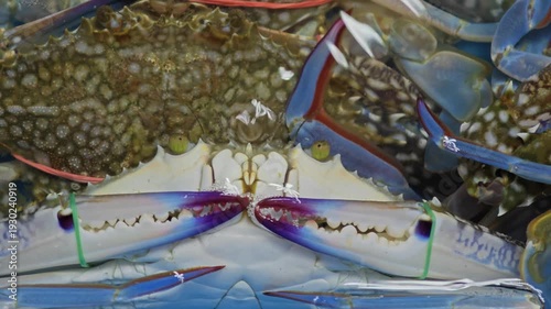 Blue swimming crab or blue crab. Close up.
