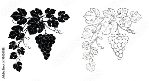 Grape vine and bunch of grapes in two contrasting styles