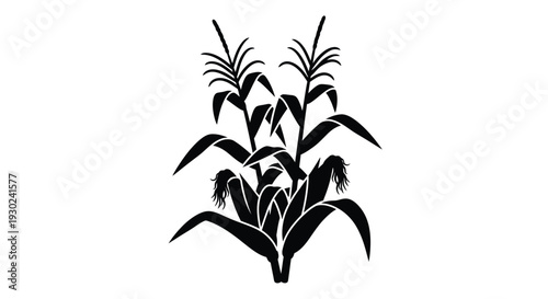Black and white illustration of corn stalks with leaves and tassels