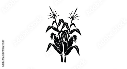 Black and white illustration of several corn stalks with leaves