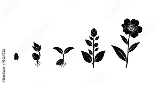 Black and white illustration depicting the stages of plant growth from seed