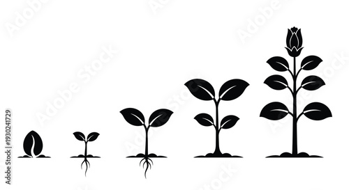 Stages of rose growth depicted in a simple black and white illustration