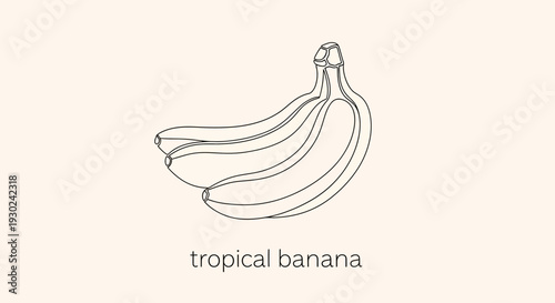 Hand-drawn Tropical Banana Bunch Outline on Beige Background