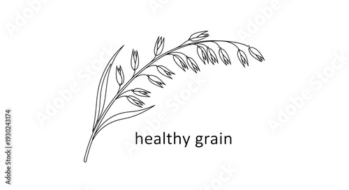 Hand Drawn Sketch of Oat Spike with Grains and Leaf, Healthy Food Concept