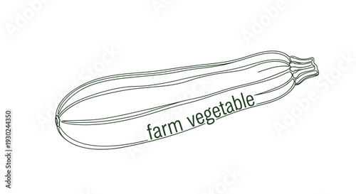 Farm Vegetable Zucchini Line Art Illustration - Fresh Organic Produce