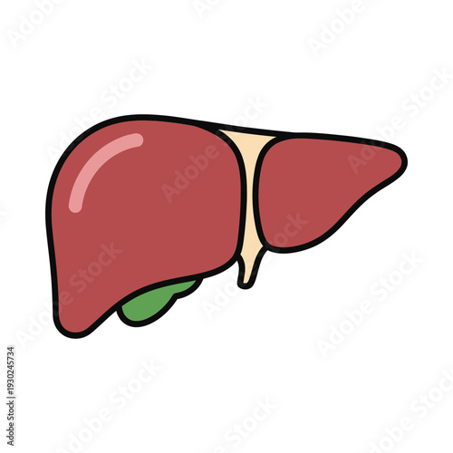 Liver Anatomy Medical Diagram Illustration Commercial