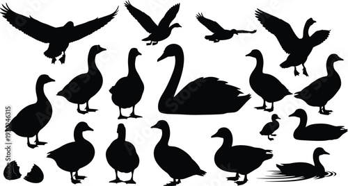 Black silhouettes of ducks, geese, and swans in various poses, flying, swimming, and standing, isolated on a white background for nature.
