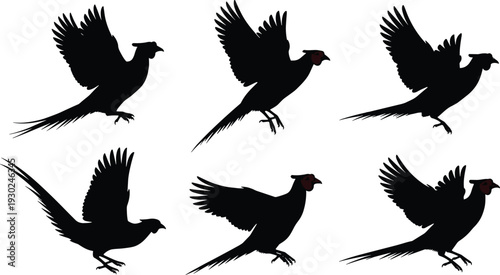 Black pheasant silhouette vector set, flying game bird icons, pheasant hunting trophies, upland bird wings outstretched, isolated wild bird poses