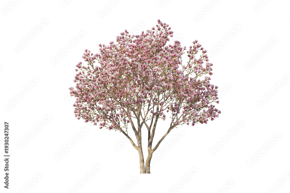 Fototapeta premium Tree isolated on white background