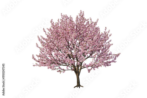 pink cherry tree, cherry tree isolated on white
