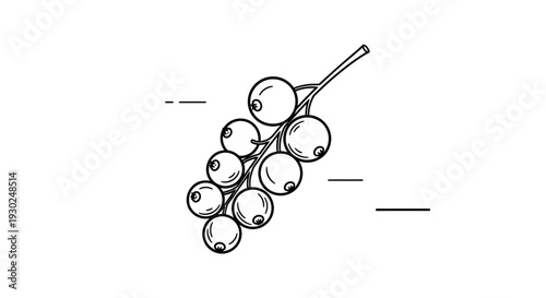 Blackcurrant Branch Line Art Illustration - Hand Drawn Berry Cluster