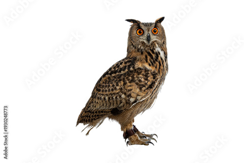 great horned owl