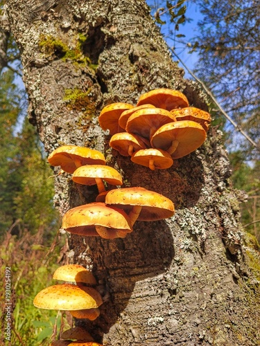 mushrooms on a tree
