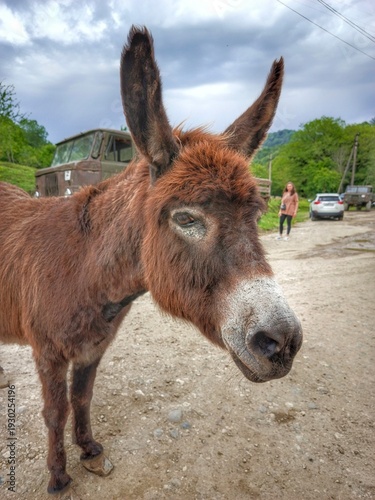 portrait of a donkey