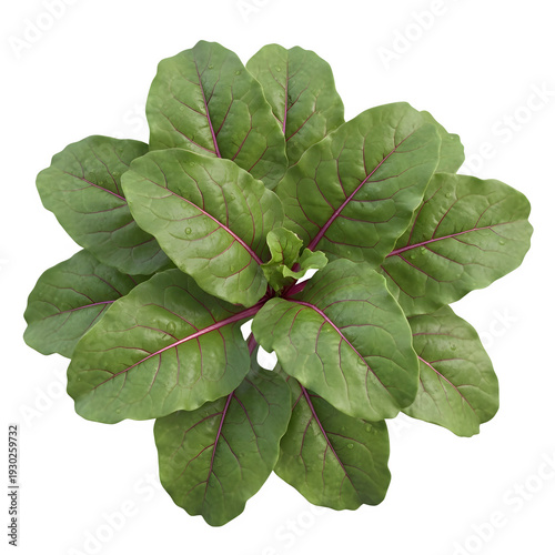 Fresh green collard greens leafy vegetable bunch isolated on transparent background