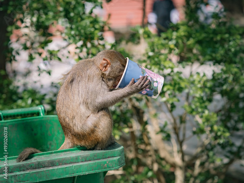 Photography Asian Macaque monkey drinking from disposable cup on garbage bin, single-use pac