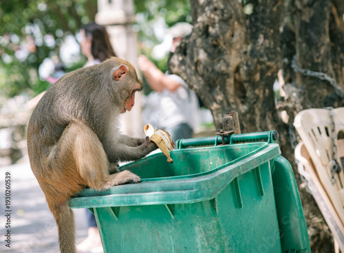 Canvas Print Asian Macaque monkey eating banana on green trash bin in temple's park in Vietna