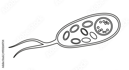 Microscopic Bacteria Cell with Flagella and Internal Structures - Scientific Illustration