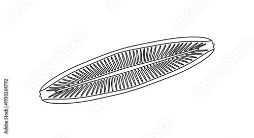Microscopic Diatom Algae Structure, Detailed Illustration