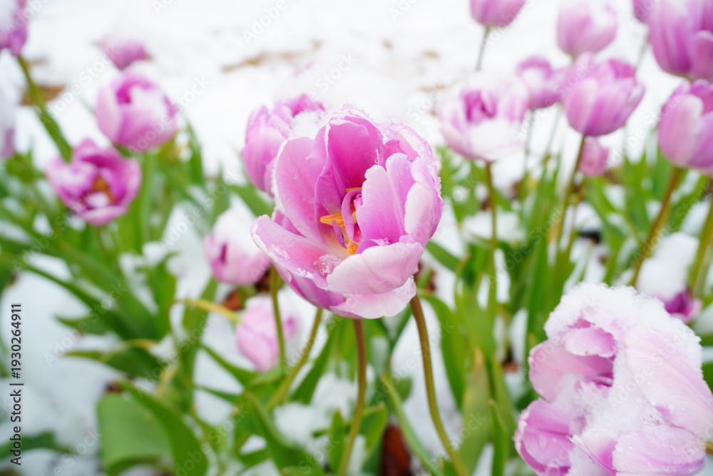 Obraz premium pink tulips are covered by snow