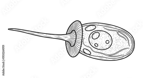 Microscopic organism with flagellum, scientific illustration