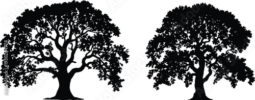 Two detailed oak tree silhouettes isolated on white background, black woodland vector illustration with dense foliage canopy
