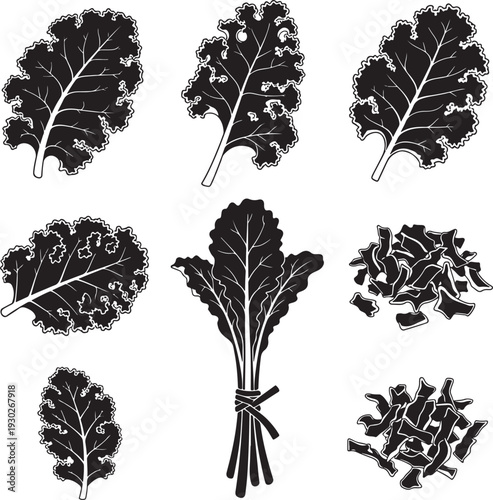 Kale Leaves Vector Illustration, Bunch and Loose Leafy Greens