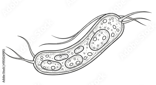 Illustration of a single bacterium with flagella, scientific drawing, microscopic view