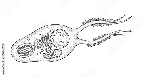 Illustration of Euglena, a single-celled organism with flagella and chloroplasts