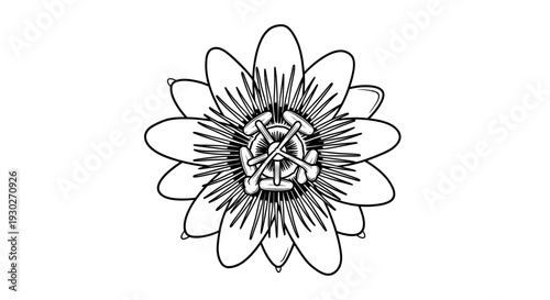 Detailed Black and White Line Drawing of a Passion Flower