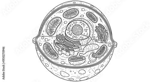 Detailed Diagram of a Human Animal Cell - Biology Education