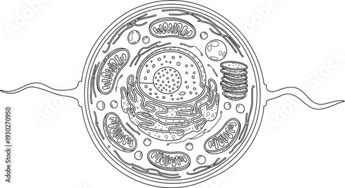 Detailed illustration of a eukaryotic animal cell diagram with organelles, nucleus, mitochondria, endoplasmic reticulum, Golgi apparatus, and flagella.