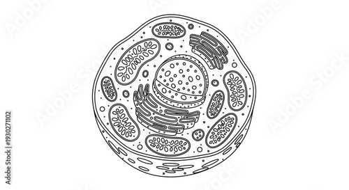 Detailed illustration of an animal cell, showcasing organelles like nucleus, mitochondria, and endoplasmic reticulum.