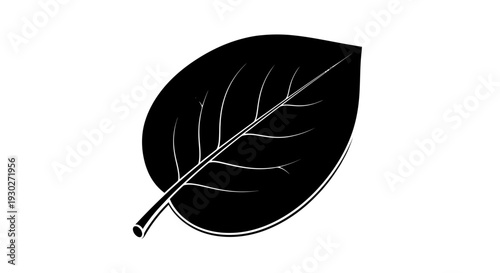 Black leaf silhouette with veins on white background, isolated, nature concept