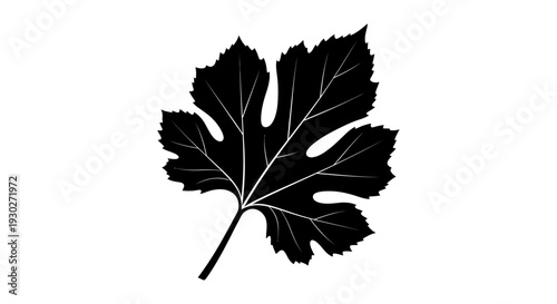 Black silhouette of a detailed grape leaf with visible veins on a white background