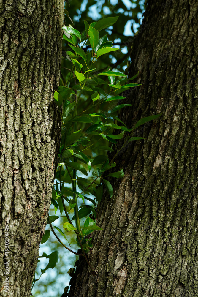 Obraz premium Close-up of vibrant green leaves growing between two thick tree trunks. Concept of new life, growth, and natural resilience in a forest.
