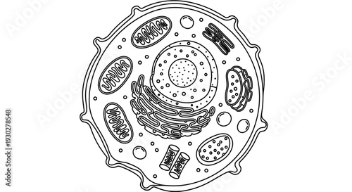 Animal Cell Diagram - Detailed Black and White Illustration for Education and Science