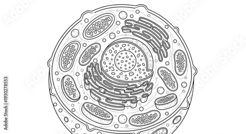 Animal Cell Diagram - Detailed Illustration for Educational Purposes