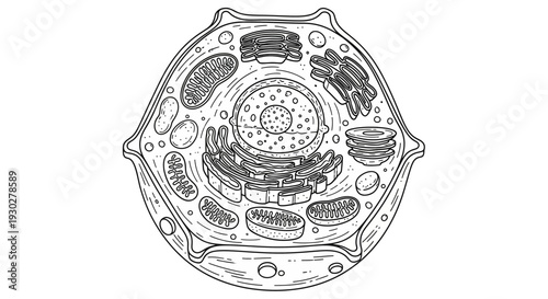 Animal Cell Diagram - Detailed Illustration of Eukaryotic Cell Structure