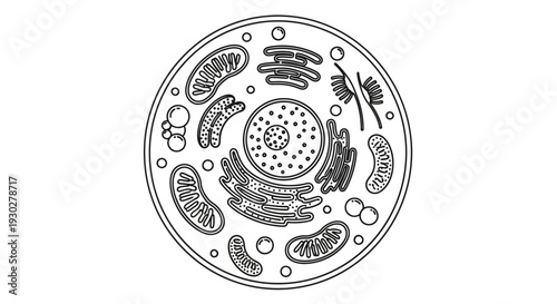 Animal Cell Diagram: Detailed Illustration of Organelles and Nucleus in Black and White