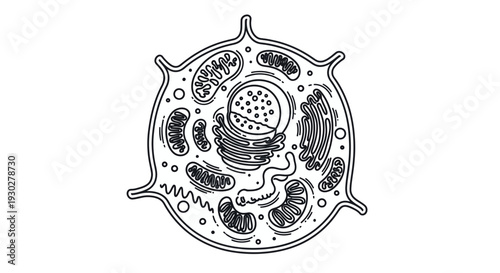 Animal Cell Diagram: Detailed Line Art Illustration of Organelles and Nucleus